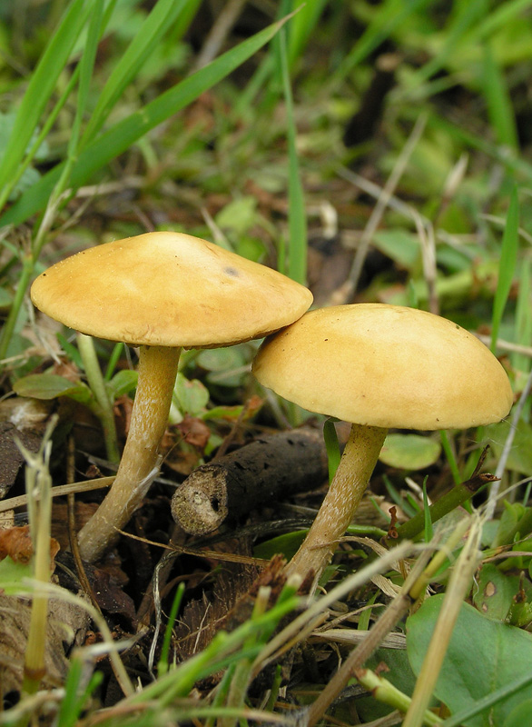 Agrocybe pediades